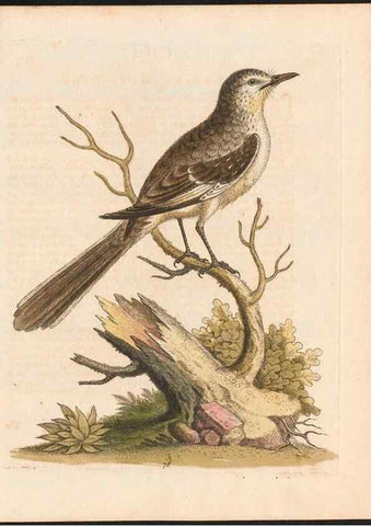 Reproducción/Reproduction 48833326736: A natural history of uncommon birds :. London :Printed for the author, at the College of Physicians in Warwick-Lane,1743-1751.. 