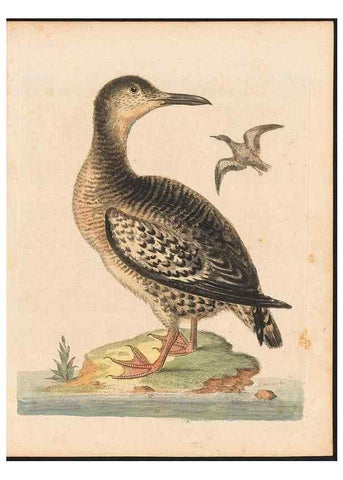 Reproducción/Reproduction 48832939878: A natural history of uncommon birds :. London :Printed for the author, at the College of Physicians in Warwick-Lane,1743-1751.. 