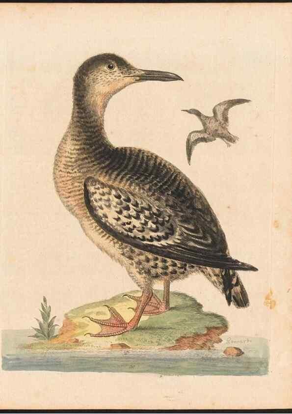 Reproducción/Reproduction 48832939878: A natural history of uncommon birds :. London :Printed for the author, at the College of Physicians in Warwick-Lane,1743-1751.. 