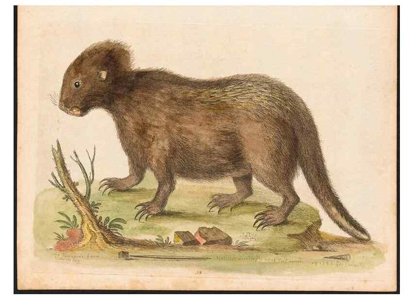 Reproducción/Reproduction 48832940863: A natural history of uncommon birds :. London :Printed for the author, at the College of Physicians in Warwick-Lane,1743-1751.. 