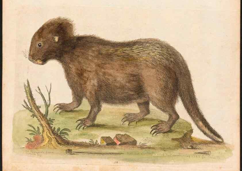 Reproducción/Reproduction 48832940863: A natural history of uncommon birds :. London :Printed for the author, at the College of Physicians in Warwick-Lane,1743-1751.. 