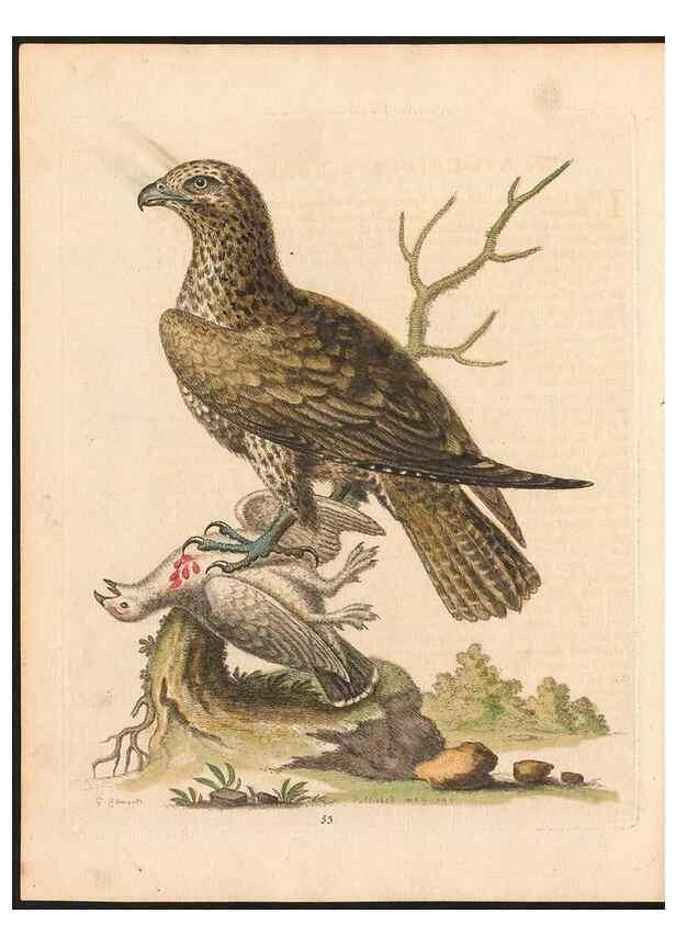 Reproducción/Reproduction 48833314301: A natural history of uncommon birds :. London :Printed for the author, at the College of Physicians in Warwick-Lane,1743-1751.. 