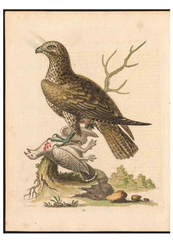 Reproducción/Reproduction 48833314301: A natural history of uncommon birds :. London :Printed for the author, at the College of Physicians in Warwick-Lane,1743-1751.. 