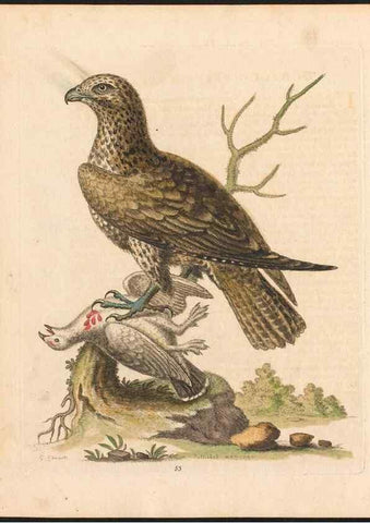 Reproducción/Reproduction 48833314301: A natural history of uncommon birds :. London :Printed for the author, at the College of Physicians in Warwick-Lane,1743-1751.. 