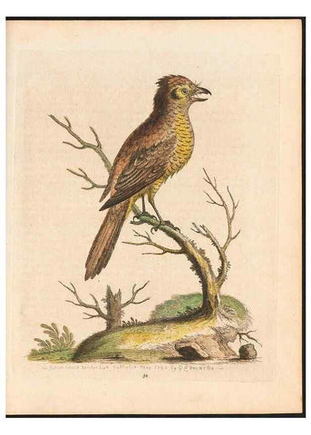 Reproducción/Reproduction 48833314771: A natural history of uncommon birds :. London :Printed for the author, at the College of Physicians in Warwick-Lane,1743-1751.. 