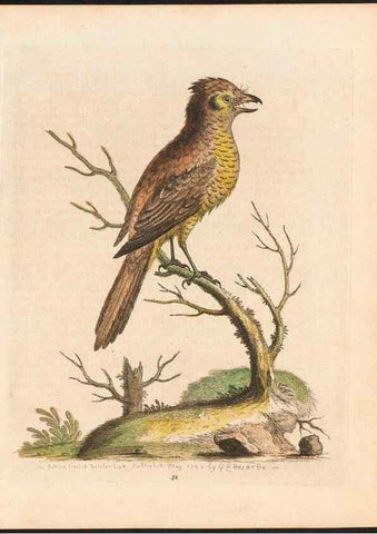 Reproducción/Reproduction 48833314771: A natural history of uncommon birds :. London :Printed for the author, at the College of Physicians in Warwick-Lane,1743-1751.. 