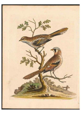 Reproducción/Reproduction 48833315296: A natural history of uncommon birds :. London :Printed for the author, at the College of Physicians in Warwick-Lane,1743-1751.. 