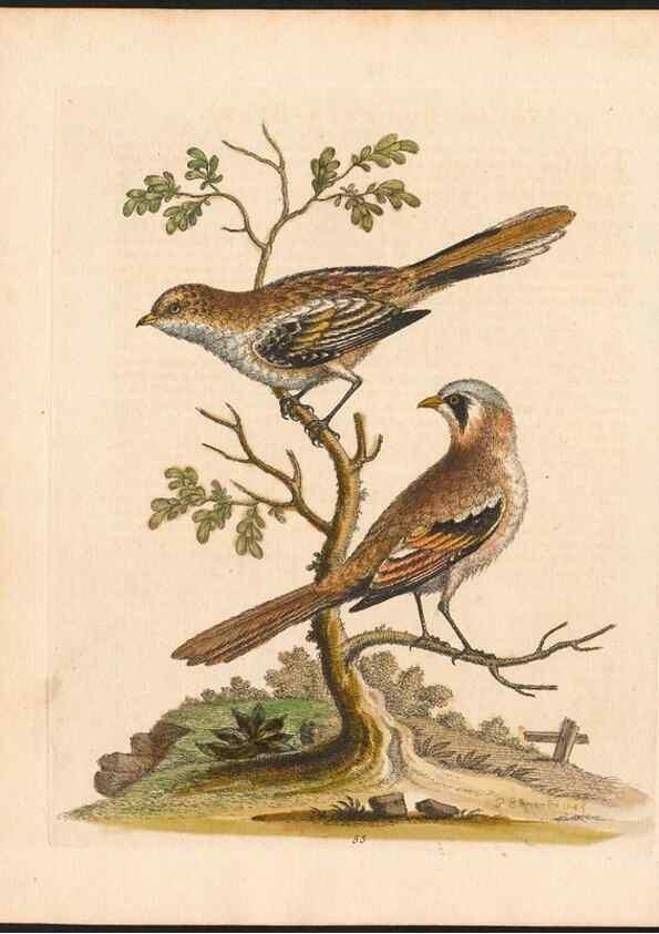 Reproducción/Reproduction 48833315296: A natural history of uncommon birds :. London :Printed for the author, at the College of Physicians in Warwick-Lane,1743-1751.. 