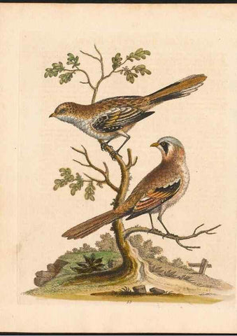 Reproducción/Reproduction 48833315296: A natural history of uncommon birds :. London :Printed for the author, at the College of Physicians in Warwick-Lane,1743-1751.. 