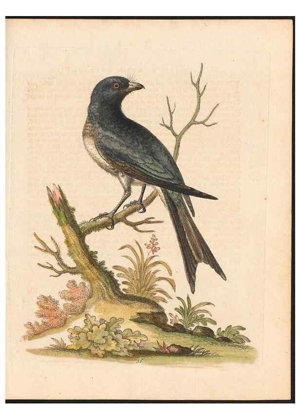Reproducción/Reproduction 48833482872: A natural history of uncommon birds :. London :Printed for the author, at the College of Physicians in Warwick-Lane,1743-1751.. 