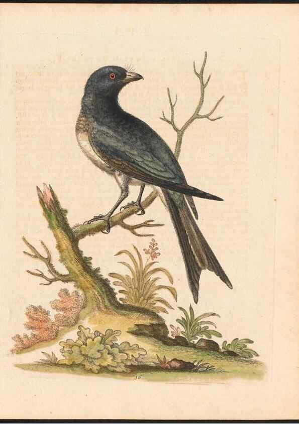 Reproducción/Reproduction 48833482872: A natural history of uncommon birds :. London :Printed for the author, at the College of Physicians in Warwick-Lane,1743-1751.. 