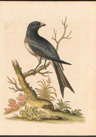 Reproducción/Reproduction 48833482872: A natural history of uncommon birds :. London :Printed for the author, at the College of Physicians in Warwick-Lane,1743-1751.. 