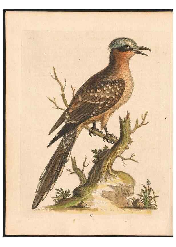 Reproducción/Reproduction 48833483487: A natural history of uncommon birds :. London :Printed for the author, at the College of Physicians in Warwick-Lane,1743-1751.. 