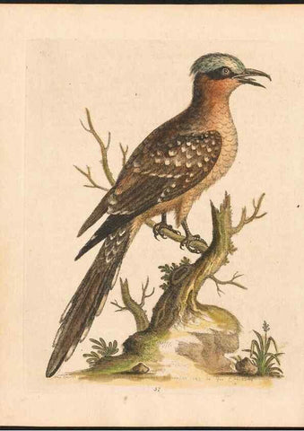 Reproducción/Reproduction 48833483487: A natural history of uncommon birds :. London :Printed for the author, at the College of Physicians in Warwick-Lane,1743-1751.. 