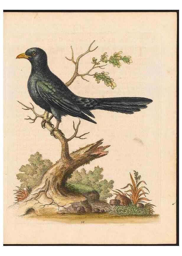 Reproducción/Reproduction 48832943878: A natural history of uncommon birds :. London :Printed for the author, at the College of Physicians in Warwick-Lane,1743-1751.. 