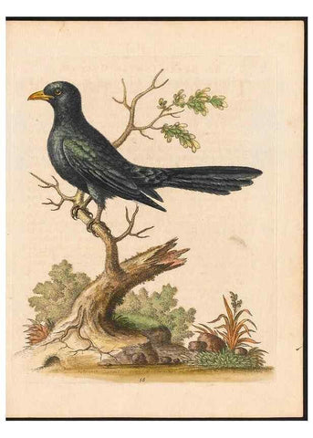 Reproducción/Reproduction 48832943878: A natural history of uncommon birds :. London :Printed for the author, at the College of Physicians in Warwick-Lane,1743-1751.. 