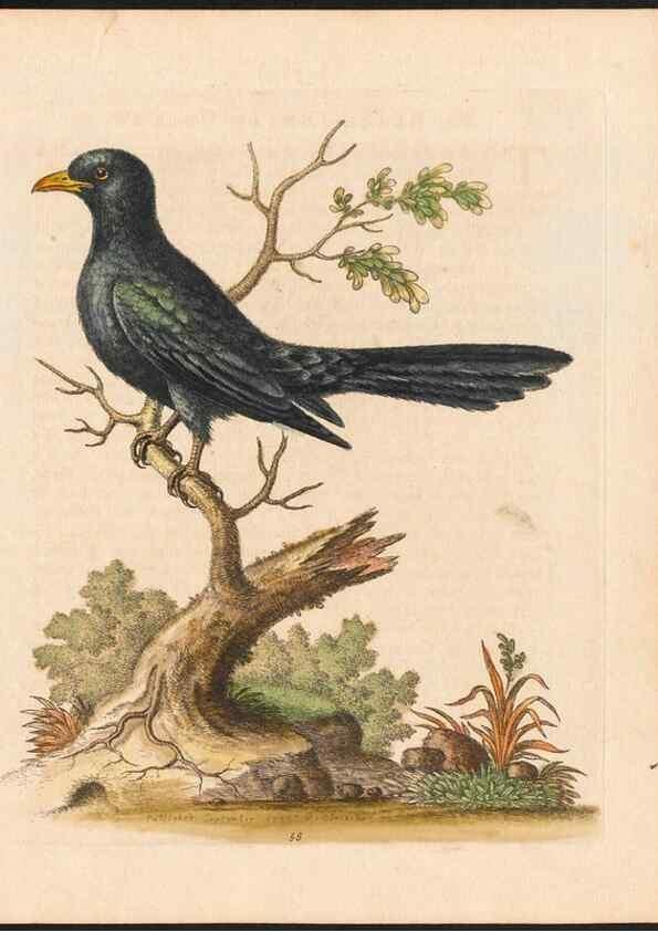 Reproducción/Reproduction 48832943878: A natural history of uncommon birds :. London :Printed for the author, at the College of Physicians in Warwick-Lane,1743-1751.. 
