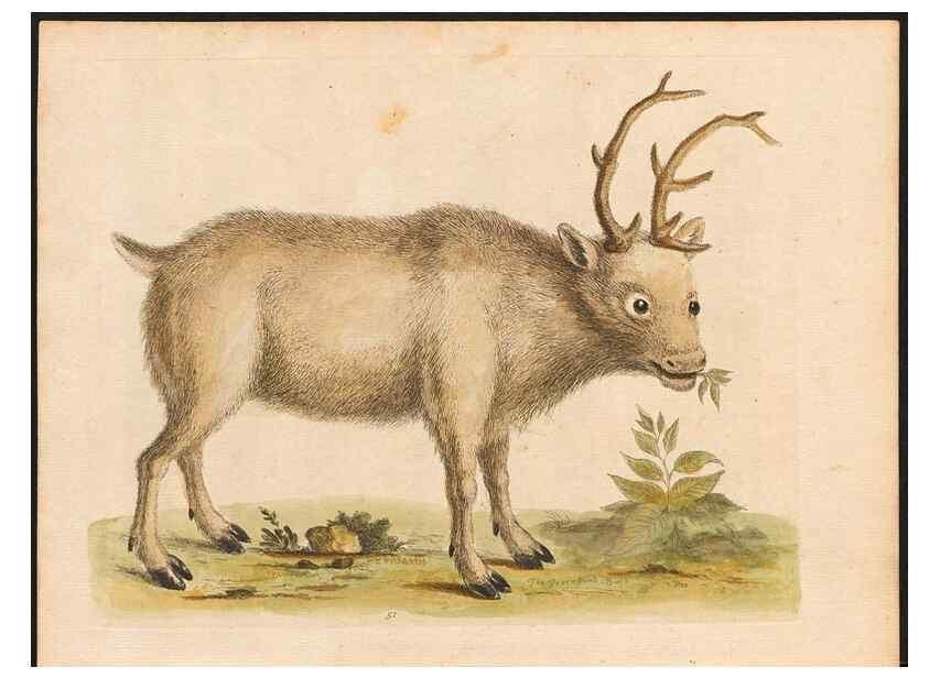 Reproducción/Reproduction 48833480512: A natural history of uncommon birds :. London :Printed for the author, at the College of Physicians in Warwick-Lane,1743-1751.. 