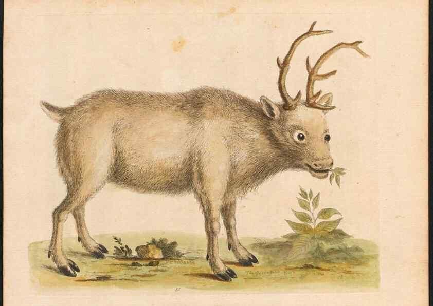 Reproducción/Reproduction 48833480512: A natural history of uncommon birds :. London :Printed for the author, at the College of Physicians in Warwick-Lane,1743-1751.. 