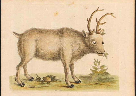 Reproducción/Reproduction 48833480512: A natural history of uncommon birds :. London :Printed for the author, at the College of Physicians in Warwick-Lane,1743-1751.. 