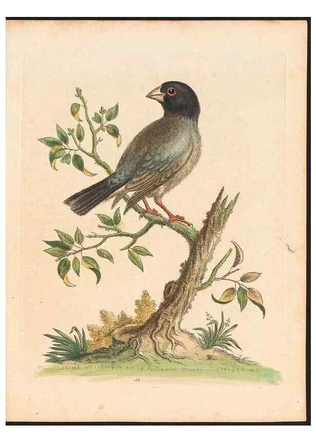 Reproducción/Reproduction 48832935758: A natural history of uncommon birds :. London :Printed for the author, at the College of Physicians in Warwick-Lane,1743-1751.. 
