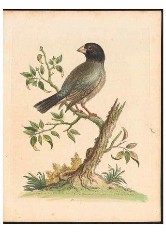Reproducción/Reproduction 48832935758: A natural history of uncommon birds :. London :Printed for the author, at the College of Physicians in Warwick-Lane,1743-1751.. 