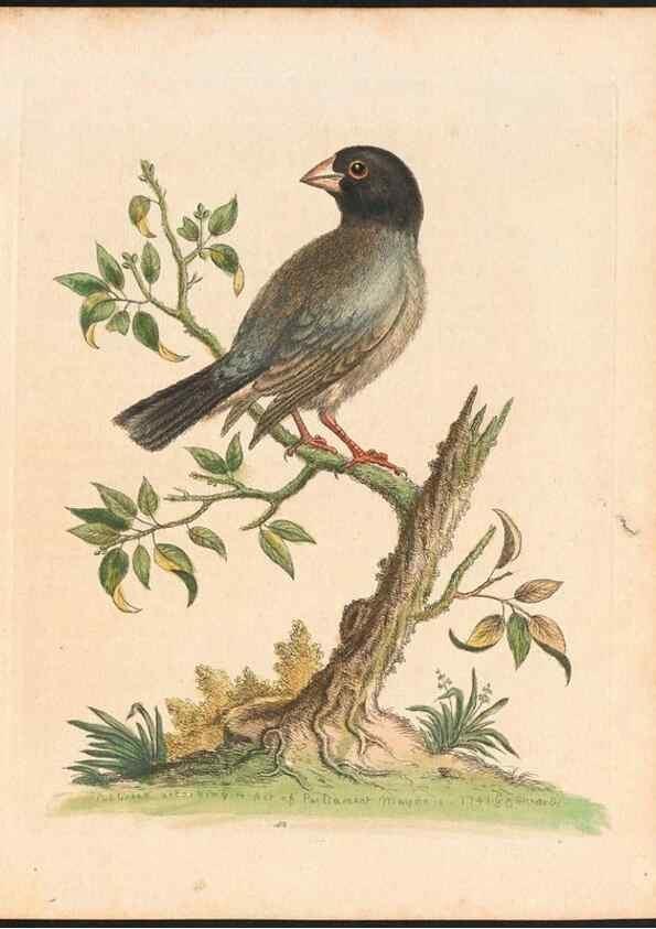 Reproducción/Reproduction 48832935758: A natural history of uncommon birds :. London :Printed for the author, at the College of Physicians in Warwick-Lane,1743-1751.. 