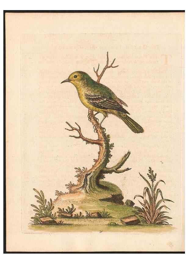 Reproducción/Reproduction 48833494027: A natural history of uncommon birds :. London :Printed for the author, at the College of Physicians in Warwick-Lane,1743-1751.. 