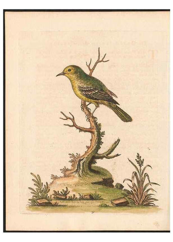 Reproducción/Reproduction 48833494027: A natural history of uncommon birds :. London :Printed for the author, at the College of Physicians in Warwick-Lane,1743-1751.. 
