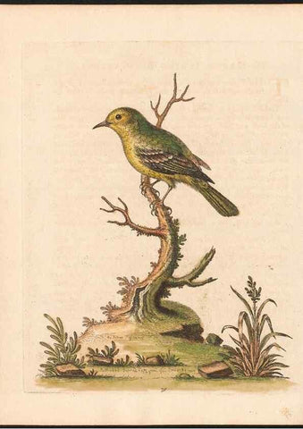Reproducción/Reproduction 48833494027: A natural history of uncommon birds :. London :Printed for the author, at the College of Physicians in Warwick-Lane,1743-1751.. 