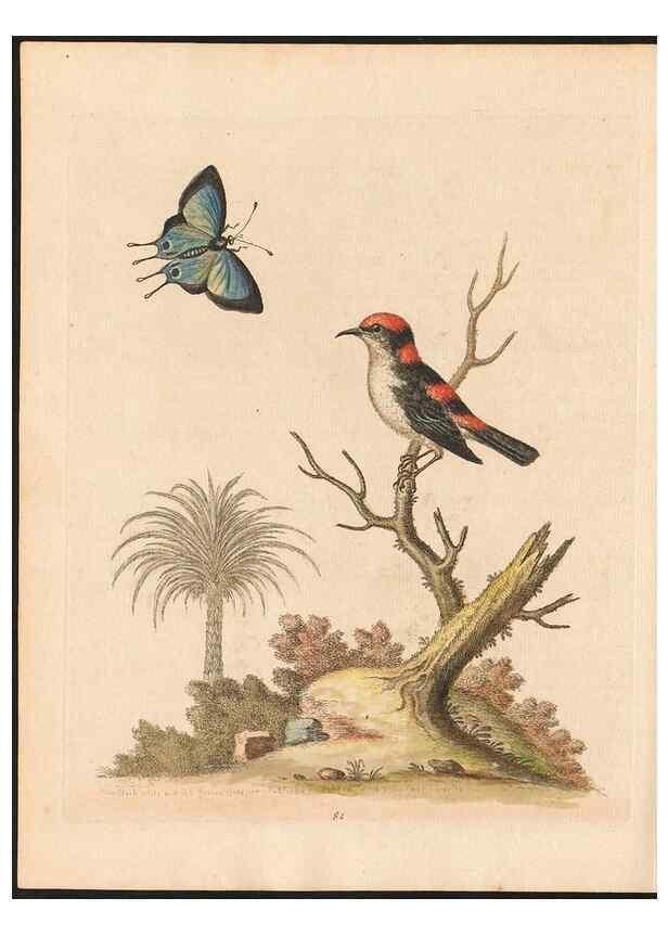 Reproducción/Reproduction 48833328091: A natural history of uncommon birds :. London :Printed for the author, at the College of Physicians in Warwick-Lane,1743-1751.. 