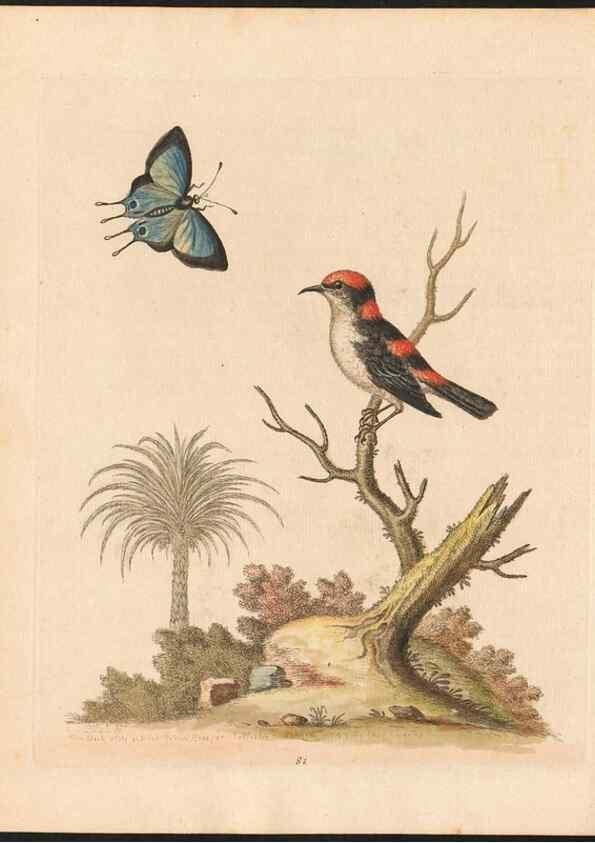 Reproducción/Reproduction 48833328091: A natural history of uncommon birds :. London :Printed for the author, at the College of Physicians in Warwick-Lane,1743-1751.. 