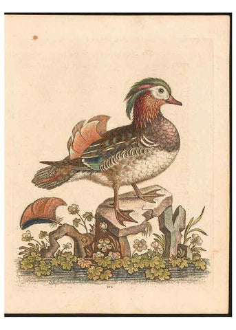 Reproducción/Reproduction 48832965643: A natural history of uncommon birds :. London :Printed for the author, at the College of Physicians in Warwick-Lane,1743-1751.. 