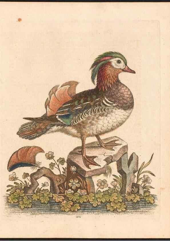 Reproducción/Reproduction 48832965643: A natural history of uncommon birds :. London :Printed for the author, at the College of Physicians in Warwick-Lane,1743-1751.. 
