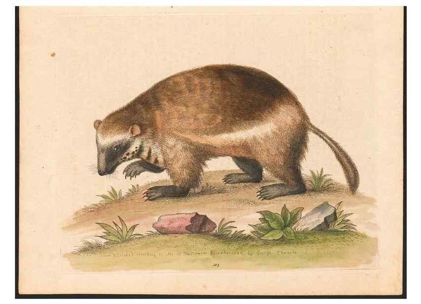 Reproducción/Reproduction 48832966068: A natural history of uncommon birds :. London :Printed for the author, at the College of Physicians in Warwick-Lane,1743-1751.. 