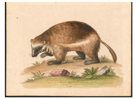 Reproducción/Reproduction 48832966068: A natural history of uncommon birds :. London :Printed for the author, at the College of Physicians in Warwick-Lane,1743-1751.. 