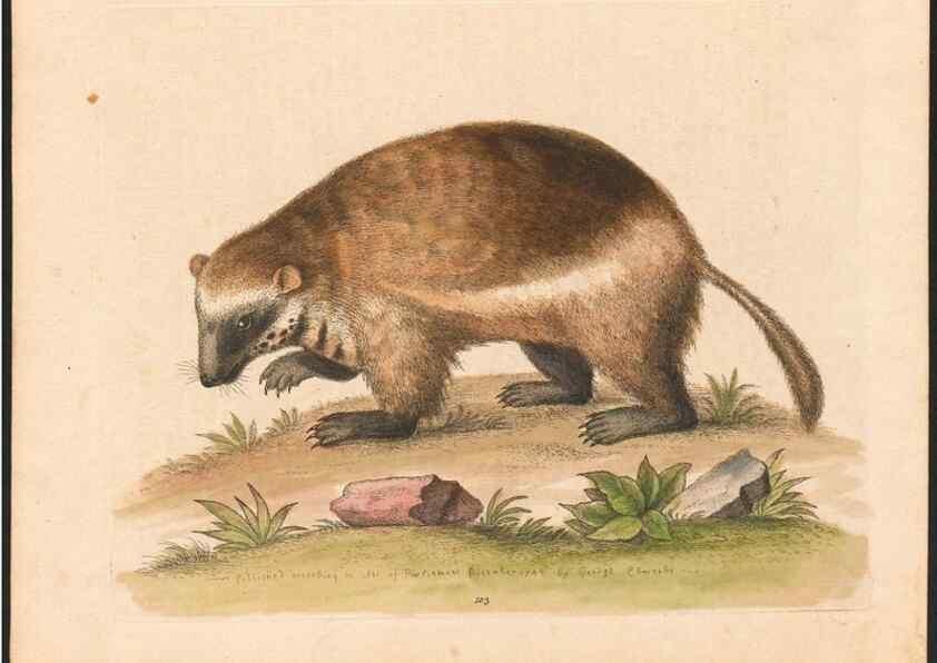 Reproducción/Reproduction 48832966068: A natural history of uncommon birds :. London :Printed for the author, at the College of Physicians in Warwick-Lane,1743-1751.. 