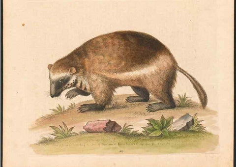 Reproducción/Reproduction 48832966068: A natural history of uncommon birds :. London :Printed for the author, at the College of Physicians in Warwick-Lane,1743-1751.. 
