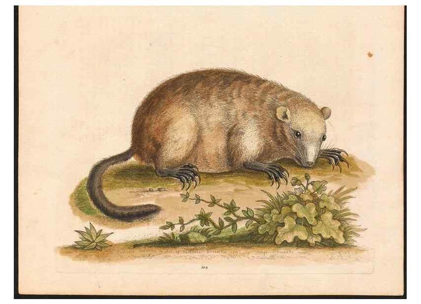 Reproducción/Reproduction 48833339111: A natural history of uncommon birds :. London :Printed for the author, at the College of Physicians in Warwick-Lane,1743-1751.. 