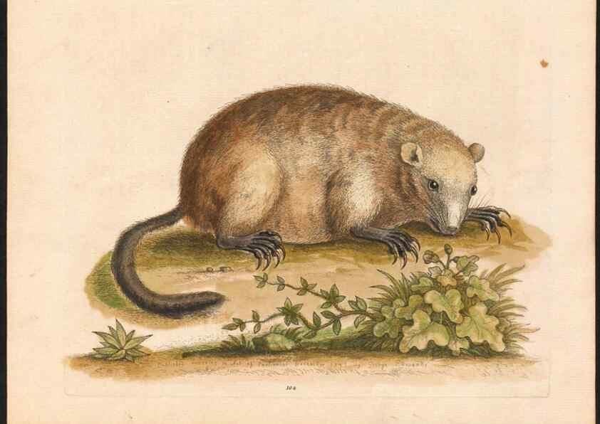 Reproducción/Reproduction 48833339111: A natural history of uncommon birds :. London :Printed for the author, at the College of Physicians in Warwick-Lane,1743-1751.. 
