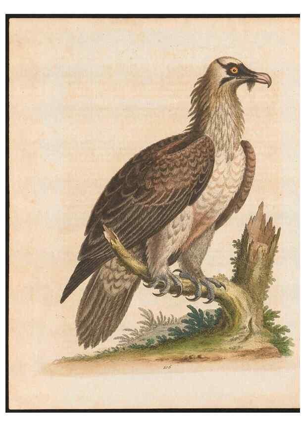Reproducción/Reproduction 48858618871: A natural history of uncommon birds :. London :Printed for the author, at the College of Physicians in Warwick-Lane,1743-1751.. 