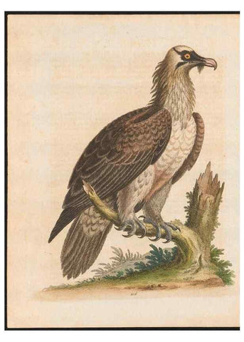 Reproducción/Reproduction 48858618871: A natural history of uncommon birds :. London :Printed for the author, at the College of Physicians in Warwick-Lane,1743-1751.. 