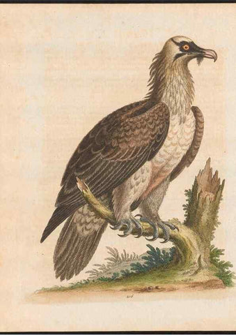 Reproducción/Reproduction 48858618871: A natural history of uncommon birds :. London :Printed for the author, at the College of Physicians in Warwick-Lane,1743-1751.. 