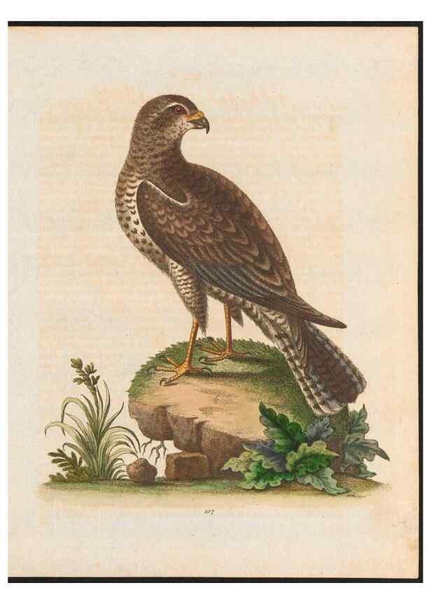 Reproducción/Reproduction 48858812972: A natural history of uncommon birds :. London :Printed for the author, at the College of Physicians in Warwick-Lane,1743-1751.. 