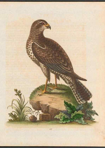 Reproducción/Reproduction 48858812972: A natural history of uncommon birds :. London :Printed for the author, at the College of Physicians in Warwick-Lane,1743-1751.. 