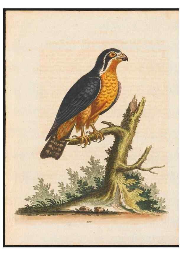 Reproducción/Reproduction 48858619411: A natural history of uncommon birds :. London :Printed for the author, at the College of Physicians in Warwick-Lane,1743-1751.. 