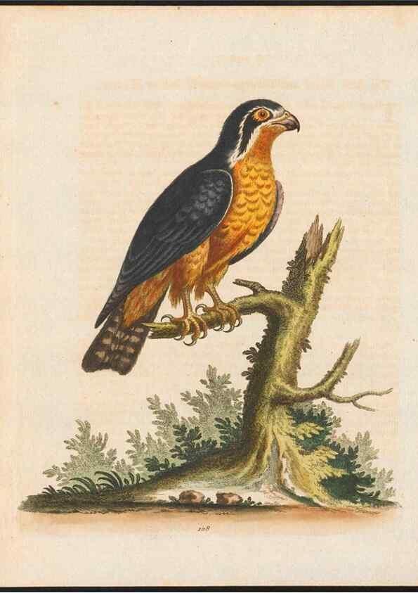 Reproducción/Reproduction 48858619411: A natural history of uncommon birds :. London :Printed for the author, at the College of Physicians in Warwick-Lane,1743-1751.. 