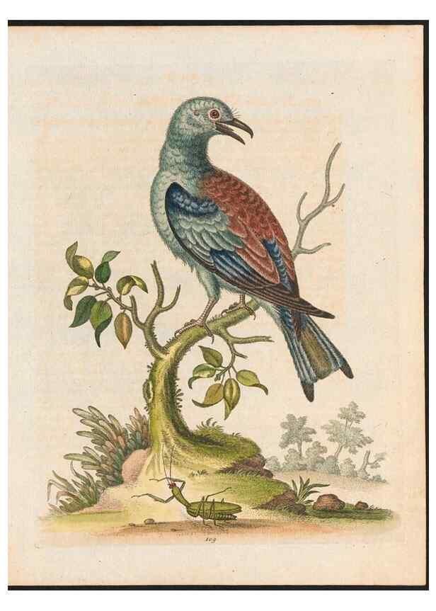 Reproducción/Reproduction 48858813437: A natural history of uncommon birds :. London :Printed for the author, at the College of Physicians in Warwick-Lane,1743-1751.. 