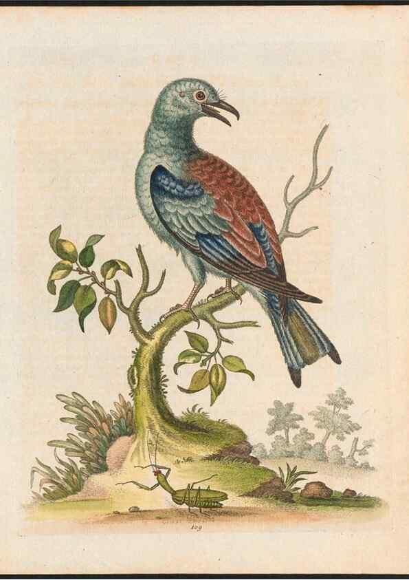 Reproducción/Reproduction 48858813437: A natural history of uncommon birds :. London :Printed for the author, at the College of Physicians in Warwick-Lane,1743-1751.. 