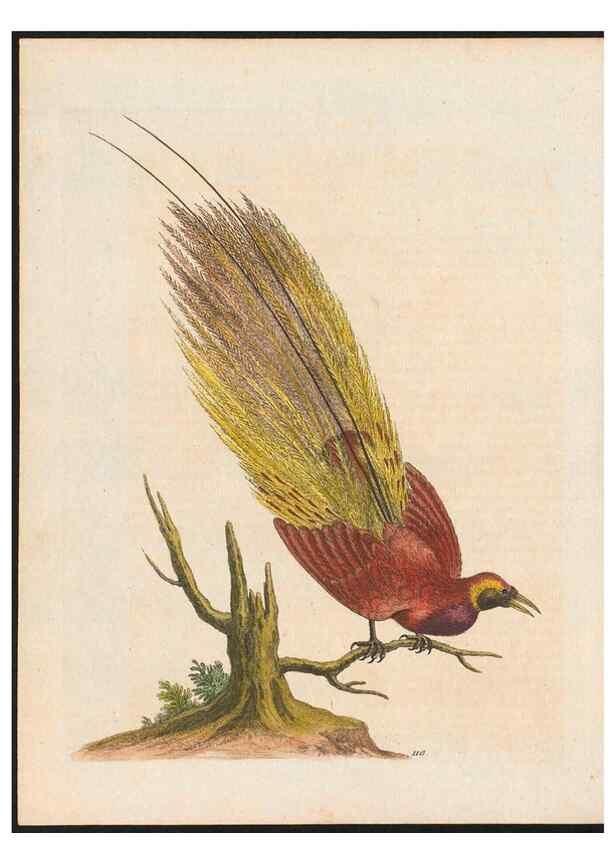Reproducción/Reproduction 48858619931: A natural history of uncommon birds :. London :Printed for the author, at the College of Physicians in Warwick-Lane,1743-1751.. 